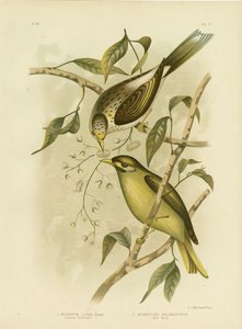 عسل لوتيوس أو عامل منجم أصفر ، 1891 بواسطة جراسيوس بروينوفسكي