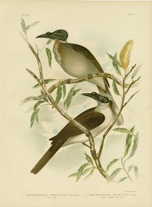 صاخبة Friarbird ، 1891 بواسطة جراسيوس بروينوفسكي