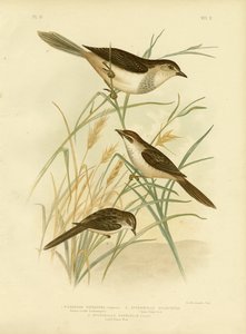 Cincloramphus Rufous-Tinted Or أو Rufous Songlark ، 1891 بواسطة جراسيوس بروينوفسكي