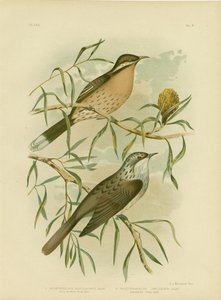 عسل الخدين الشوكي ، 1891 بواسطة جراسيوس بروينوفسكي