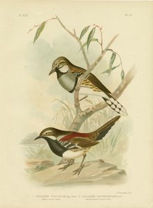 رصدت القلاع 1891