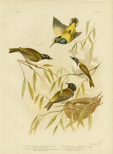عسل نهر سوان ، 1891 بواسطة جراسيوس بروينوفسكي