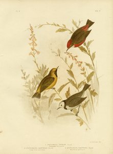 Tricolored Ephthianura ، 1891 بواسطة جراسيوس بروينوفسكي