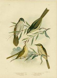 عسل أبيض أو عسل أبيض ، 1891