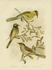 عسل متنوع ، 1891 بواسطة جراسيوس بروينوفسكي