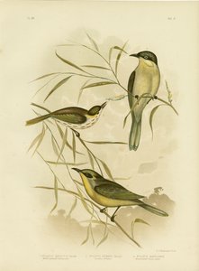 عسل الخدين أو عسل الخوخ الأرجواني ، 1891 بواسطة جراسيوس بروينوفسكي