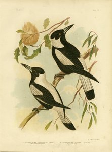 Crow-Shrike الأبيض المدعوم ، 1891 بواسطة جراسيوس بروينوفسكي