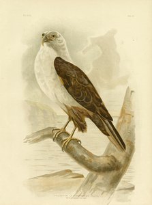 نسر البحر ذو الصدر الأبيض ، 1891 بواسطة جراسيوس بروينوفسكي