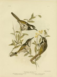 عسل أبيض الخد ، 1891