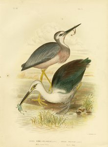 مالك الحزين الأبيض ، 1891 بواسطة جراسيوس بروينوفسكي