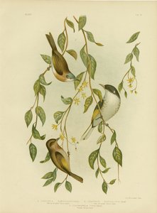 عسل أبيض مخنوق ، 1891 بواسطة جراسيوس بروينوفسكي