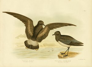 العاصفة الصفراء ذات السرير الأصفر ، 1891 بواسطة جراسيوس بروينوفسكي
