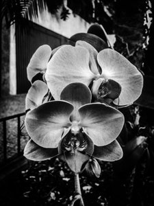 الزهرة رقم 10، 2025 (صورة)