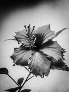 الزهرة رقم 42 (صورة)