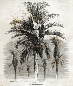 ربط أشجار النخيل في إلتشي ، بهدف الحفاظ على البياض ، من أجل تجديلها ، رسمه غوستاف دوري (1832-1883) ، لتوضيح رحلته إلى إسبانيا ، في عام 1862 ، مع الفصل. دافيلير. نقش في "" Le tour du monde "، تم تحريره بواسطة E بواسطة غوستاف دور
