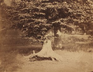 شجرة الزان ، غابة فونتينبلو ، ج. 1856.
