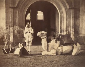 جمل مستلقيا ، 1866 (حفر ضوئي)