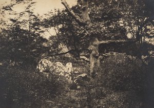 البلوط في الصخور في فونتينبلو ، 1849-52. بواسطة غوستاف ليجراي