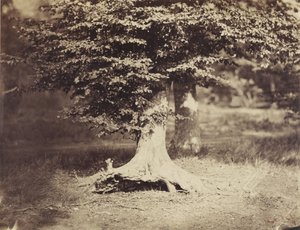 شجرة الزان ، حوالي 1855-7 (b / w photo) بواسطة غوستاف ليجراي