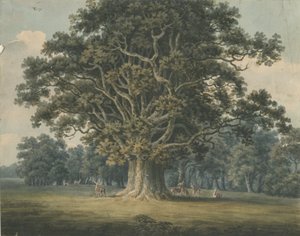 Needwood - Swilcar Oak: لوحة ألوان مائية ، بدون تاريخ [أوائل القرن التاسع عشر] بواسطة H Moore