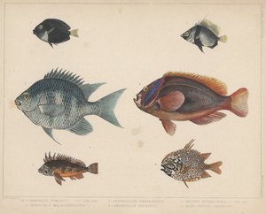1. Etroplus Fumosus ، 2. Heniochus Macrolepidotus ، 3. Glyphisodon Smaragdinus ، 4. Amphiprion Frenatus ، 5. Apistus Rubrippinis ، 6. Monocentris Japonicus