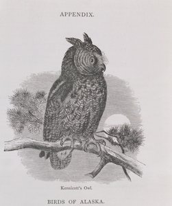 Kennicotts Owl ، من ألاسكا ومواردها ، بقلم ويليام إتش دال ، نقش من قبل HH Nicholls ، حانة. 1870
