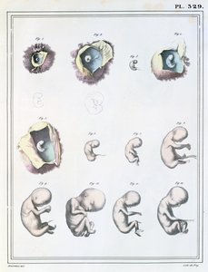 رسم تخطيطي يوضح مراحل التطور الجنيني ، من "Manuel d&39;Anatomie Descriptive du Corps Humain" لجول كلوكيه (1790-1883) منقوش بواسطة دي فراي ، 1825 بواسطة Haincelin