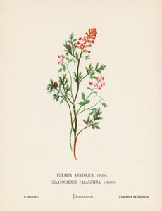  بواسطة هانا زيلر