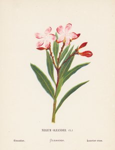  بواسطة هانا زيلر