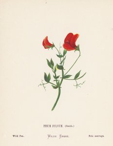  بواسطة هانا زيلر