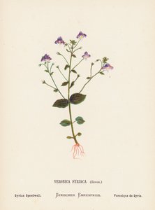  بواسطة هانا زيلر