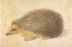 القنفذ Erinaceus roumanicus ، قبل عام 1584.