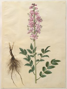 Dictamnus albus من الألبوم Gottorfer Codex ، c.1650 (الغواش على الرق)