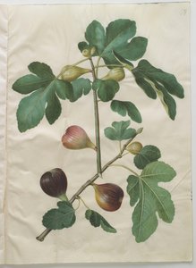 Ficus carica من الألبوم Gottorfer Codex ، c.1650 (الغواش على الرق)