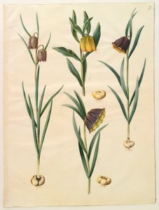 Fritilleria meleagris من الألبوم Gottorfer Codex ، c.1650 (الغواش على الرق)