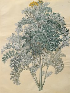 Jacobaea maritima من الألبوم Gottorfer Codex ، c.1650 (الغواش على الرق)