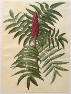 Rhus typhina من الألبوم Gottorfer Codex ، c.1650 (الغواش على الرق)