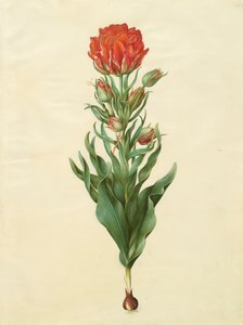 توليبا جيسنيريانا من ألبوم جوتورفر كوديكس ، 1650 (غواش على الرق)