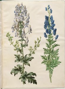البيش المتنوع (broget stormhat) ؛ نابيلوس البيش (ægte stormhat) بواسطة ماريا سيبيلا ميريان