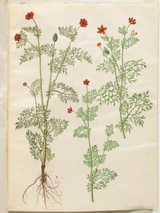 Adonis Annual (høst-adonis) ؛ أدونيس سمر (سومر أدونيس) بواسطة ماريا سيبيلا ميريان