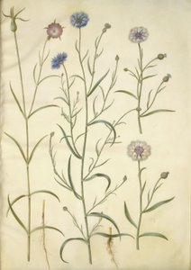 Agrostemma githago (صخرة مشتركة) ؛ قنطريون سيانوس (ردة الذرة) بواسطة هانز سيمون هولتزبيكر