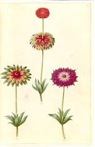 شقائق النعمان × fulgens (شقائق النعمان اللامعة) بواسطة هانز سيمون هولتزبيكر