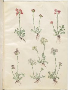 Antennaria dioica (قدم القطط الشائعة) بواسطة ماريا سيبيلا ميريان