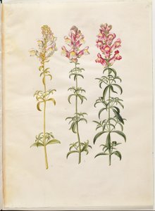 Antirrhinus Majus (have-løvemund) بواسطة هانز سيمون هولتزبيكر