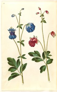 Aquilegia vulgaris (كولومبين شائع) بواسطة ماريا سيبيلا ميريان