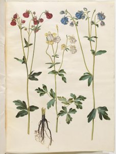 Aquilegia vulgaris (كولومبين شائع) بواسطة هانز سيمون هولتزبيكر