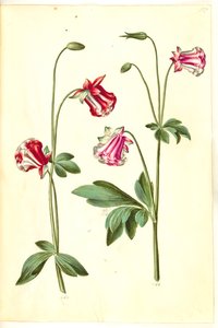 Aquilegia vulgaris (كولومبين شائع) بواسطة ماريا سيبيلا ميريان