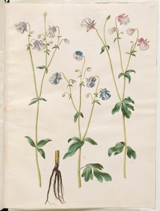 Aquilegia vulgaris (كولومبين شائع) بواسطة ماريا سيبيلا ميريان