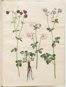 Aquilegia vulgaris (كولومبين شائع) بواسطة ماريا سيبيلا ميريان
