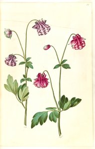 Aquilegia vulgaris (كولومبين شائع) بواسطة هانز سيمون هولتزبيكر
